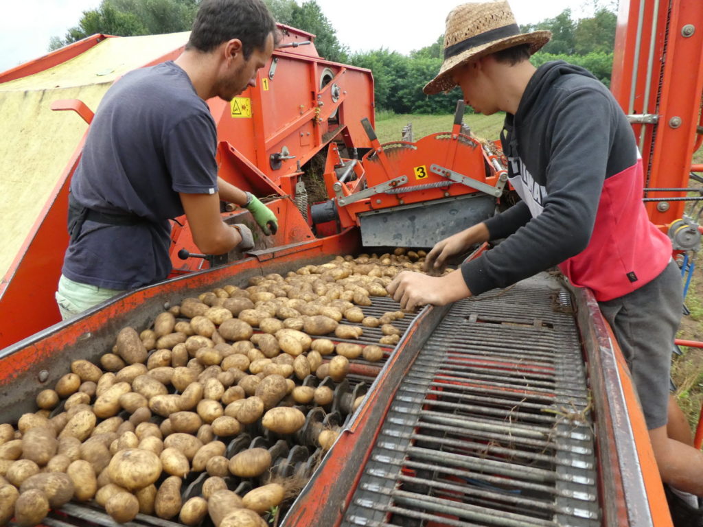 vacances de patates